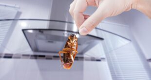 How to Get Rid of Small Cockroaches in Kitchen Cabinets?