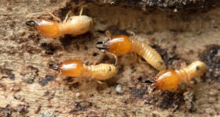 Why do termites eat wood?