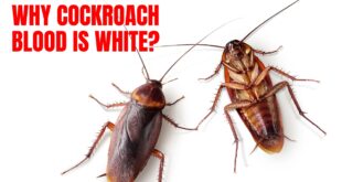 Why cockroach blood is white?