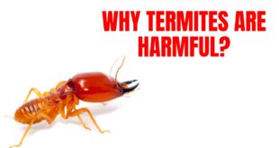 Why termites are harmful?