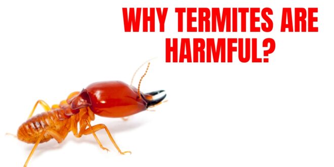 Why termites are harmful?